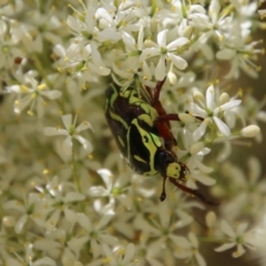 Eupoecila australasiae at Hughes, ACT - 30 Dec 2020