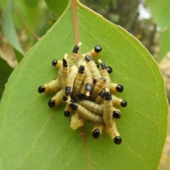 Pseudoperga sp. (genus) (Sawfly, Spitfire) at Stromlo, ACT - 31 Dec 2020 by HelenCross