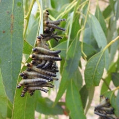 Pseudoperga sp. (genus) (Sawfly, Spitfire) at Stromlo, ACT - 30 Dec 2020 by HelenCross