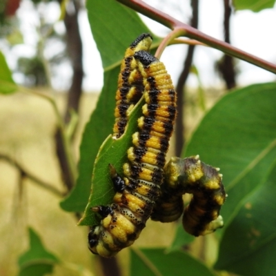 Pergidae sp. (family) (Unidentified Sawfly) at Stromlo, ACT - 30 Dec 2020 by HelenCross