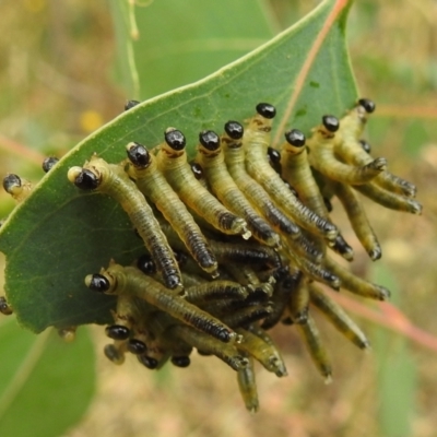 Pseudoperga sp. (genus) (Sawfly, Spitfire) at Stromlo, ACT - 30 Dec 2020 by HelenCross