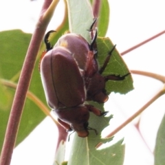 Anoplognathus montanus (Montane Christmas beetle) at Stromlo, ACT - 31 Dec 2020 by HelenCross