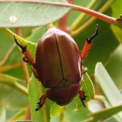 Anoplognathus montanus at Stromlo, ACT - 31 Dec 2020