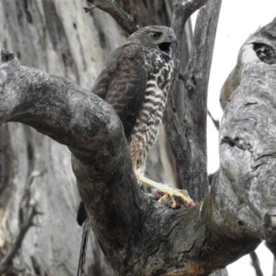 Accipiter fasciatus (Brown Goshawk) at Kambah, ACT - 30 Dec 2020 by HelenCross