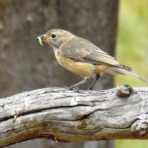 Pachycephala rufiventris at Kambah, ACT - 31 Dec 2020