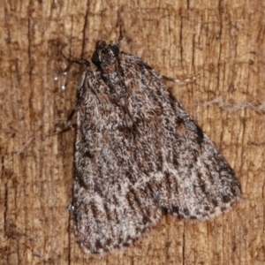 Spectrotrota fimbrialis at Melba, ACT - 14 Dec 2020