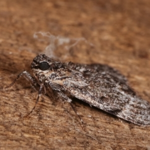 Spectrotrota fimbrialis at Melba, ACT - 14 Dec 2020 12:28 AM