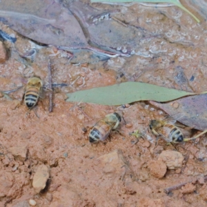 Apis mellifera at O'Connor, ACT - 30 Dec 2020 01:12 PM