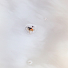 Eumeninae (subfamily) at O'Connor, ACT - 30 Dec 2020