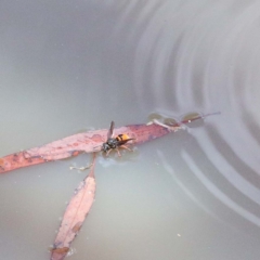 Eumeninae (subfamily) at O'Connor, ACT - 30 Dec 2020