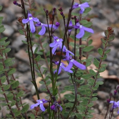 Lobelia dentata (Toothed Lobelia) at Narrabarba, NSW - 30 Dec 2020 by Kyliegw