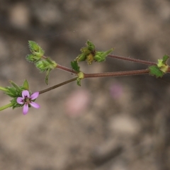 Pelargonium inodorum (Kopata) at Narrabarba, NSW - 30 Dec 2020 by Kyliegw