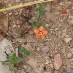 Lysimachia arvensis (Scarlet Pimpernel) at Narrabarba, NSW - 30 Dec 2020 by KylieWaldon