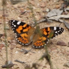 Vanessa kershawi (Australian Painted Lady) at Narrabarba, NSW - 31 Dec 2020 by Kyliegw