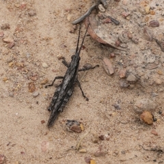 Coryphistes ruricola (Bark-mimicking Grasshopper) at Narrabarba, NSW - 31 Dec 2020 by Kyliegw