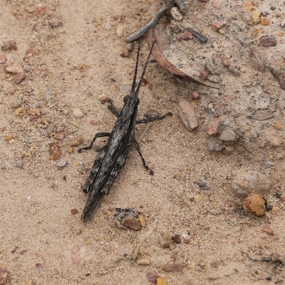 Coryphistes ruricola (Bark-mimicking Grasshopper) at Narrabarba, NSW - 31 Dec 2020 by KylieWaldon