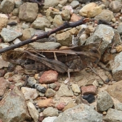 Gastrimargus musicus (Yellow-winged Locust or Grasshopper) at Narrabarba, NSW - 31 Dec 2020 by Kyliegw