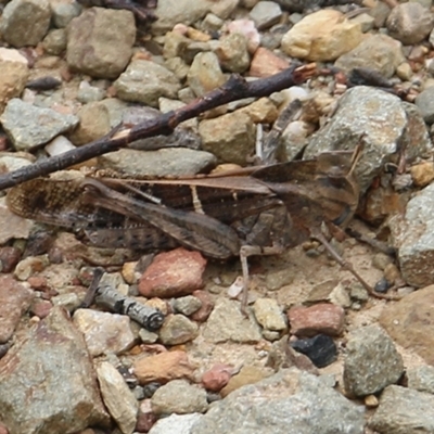 Gastrimargus musicus (Yellow-winged Locust or Grasshopper) at Narrabarba, NSW - 31 Dec 2020 by KylieWaldon