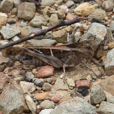 Gastrimargus musicus (Yellow-winged Locust or Grasshopper) at Narrabarba, NSW - 31 Dec 2020 by Kyliegw