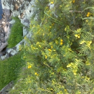 Senna aciphylla at Jones Creek, NSW - 30 Sep 2015 03:13 PM