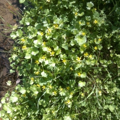 Ranunculus muricatus (Sharp Buttercup) at Jones Creek, NSW - 30 Sep 2015 by abread111