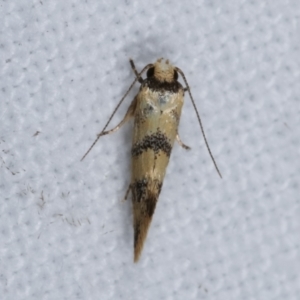 Psaroxantha undescribed species at Melba, ACT - 14 Dec 2020