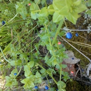 Lysimachia arvensis at Jones Creek, NSW - 30 Sep 2015 04:01 PM