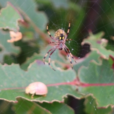 Araneidae (family) (Orb weaver) at Narrabarba, NSW - 30 Dec 2020 by Kyliegw