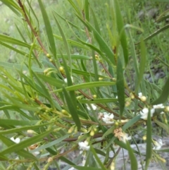 Myoporum montanum (Western Boobialla, Water Bush) at Jones Creek, NSW - 30 Sep 2015 by abread111