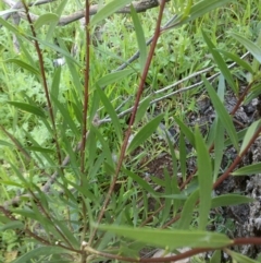 Myoporum montanum at Jones Creek, NSW - 30 Sep 2015