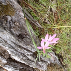 Caladenia carnea at Nangus, NSW - suppressed