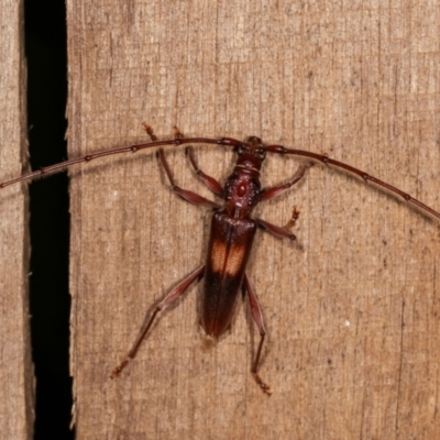 Epithora dorsalis (Longicorn Beetle) at Melba, ACT - 14 Dec 2020 by kasiaaus