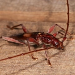 Epithora dorsalis at Melba, ACT - 14 Dec 2020