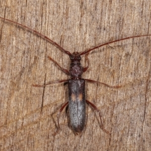 Epithora dorsalis at Melba, ACT - 14 Dec 2020 09:09 PM