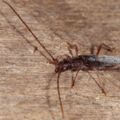 Epithora dorsalis at Melba, ACT - 14 Dec 2020 09:09 PM