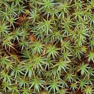 Dawsonia (genus) at Jones Creek, NSW - 4 Nov 2015