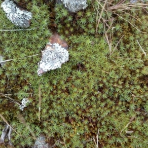 Dawsonia (genus) at Jones Creek, NSW - 4 Nov 2015