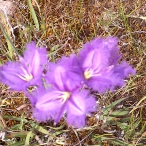 Thysanotus tuberosus subsp. tuberosus at Jones Creek, NSW - 5 Nov 2017 11:47 AM