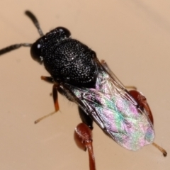 Chalcididae (family) (Unidentified chalcid wasp) at Florey, ACT - 30 Dec 2020 by Kurt