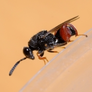 Chalcididae (family) at Florey, ACT - 31 Dec 2020