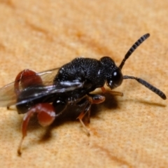 Chalcididae (family) at Florey, ACT - 31 Dec 2020