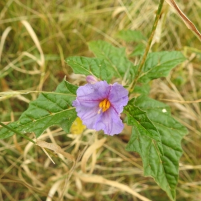 Solanum cinereum (Narrawa Burr) at Stromlo, ACT - 30 Dec 2020 by HelenCross