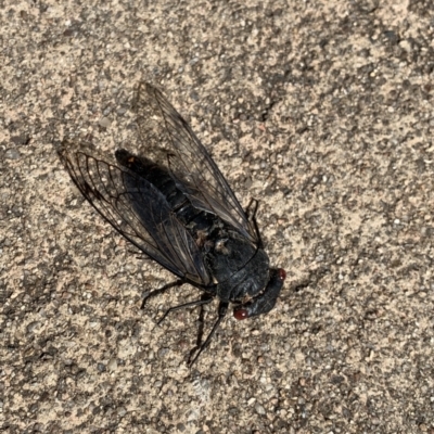 Psaltoda moerens (Redeye cicada) at Campbell, ACT - 14 Dec 2020 by JanetRussell