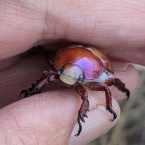 Anoplognathus montanus at Gundaroo, NSW - 29 Dec 2020