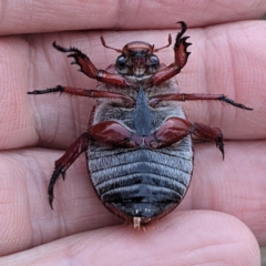 Anoplognathus montanus at Gundaroo, NSW - 29 Dec 2020