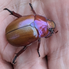 Anoplognathus montanus at Gundaroo, NSW - 29 Dec 2020