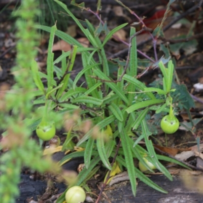 Unidentified Other Wildflower or Herb at East Boyd State Forest - 30 Dec 2020 by KylieWaldon