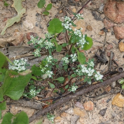 Poranthera microphylla (Small Poranthera) at Narrabarba, NSW - 31 Dec 2020 by Kyliegw