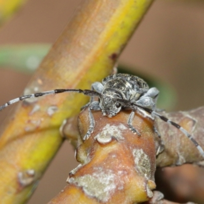 Ancita marginicollis (A longhorn beetle) at Acton, ACT - 29 Dec 2020 by TimL