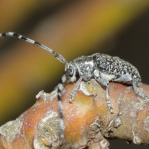 Ancita marginicollis at Acton, ACT - 29 Dec 2020